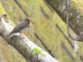 クロツグミ 十里木高原 2021年5月9日(日)