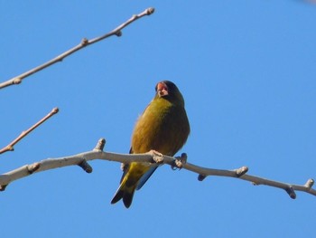 カワラヒワ 場所が不明 2017年3月17日(金)