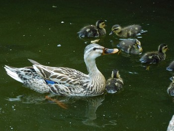 Eastern Spot-billed Duck 足利学校 Wed, 6/9/2021