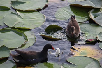 Common Moorhen 大阪府 Thu, 6/10/2021