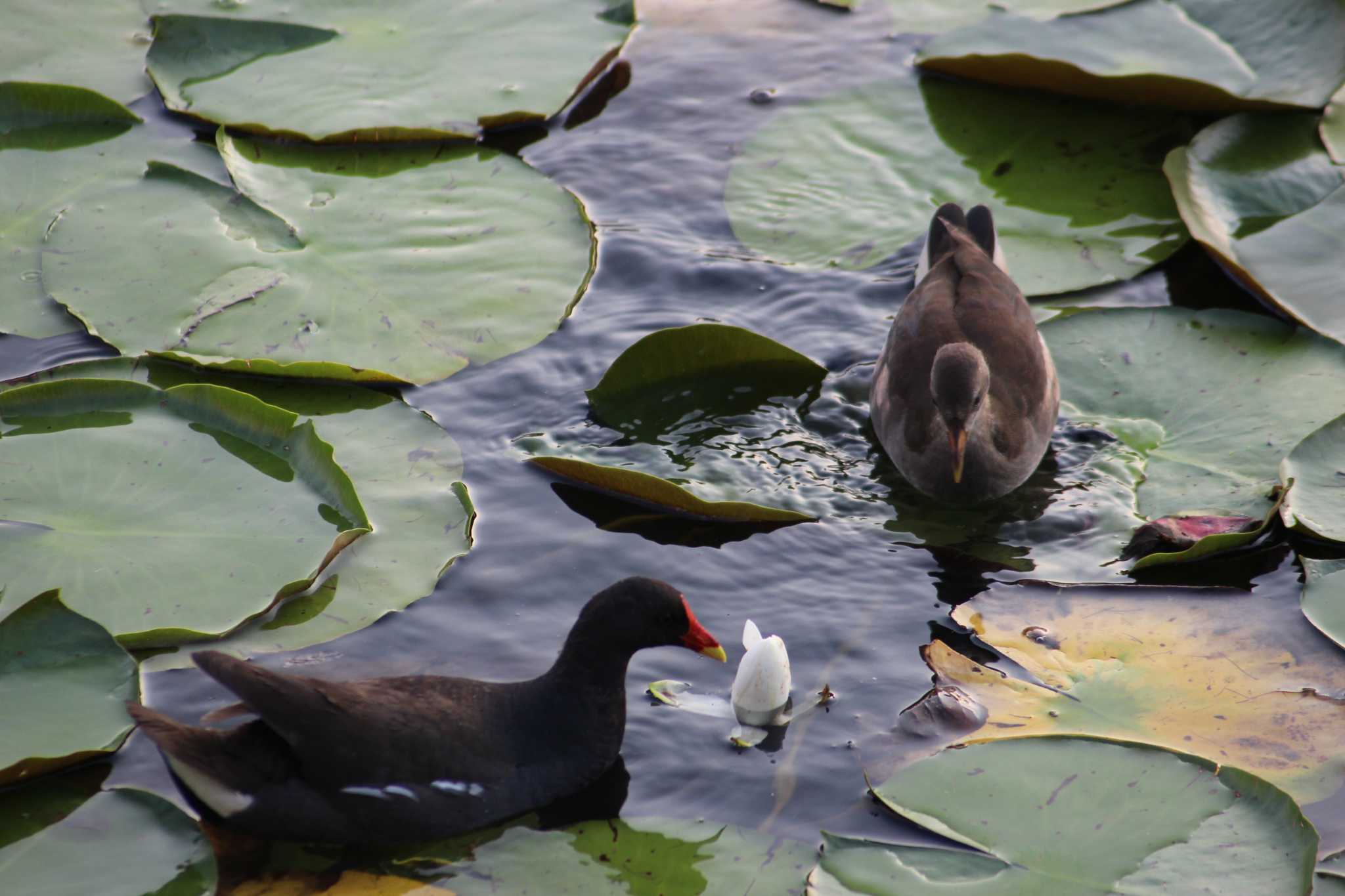 Photo of Common Moorhen at 大阪府 by とりっこ