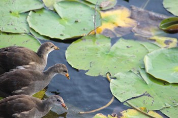 Common Moorhen 大阪府 Thu, 6/10/2021