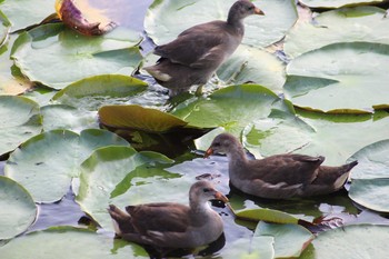 Common Moorhen 大阪府 Thu, 6/10/2021