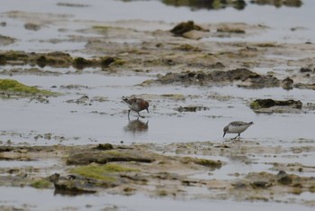 Red-necked Stint 大瀬海岸(奄美大島) Fri, 4/9/2021