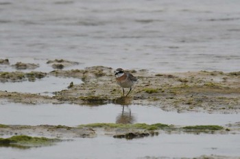 Siberian Sand Plover 大瀬海岸(奄美大島) Fri, 4/9/2021