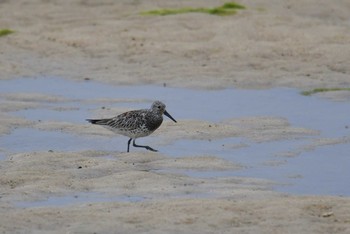 オバシギ 大瀬海岸(奄美大島) 2021年4月9日(金)