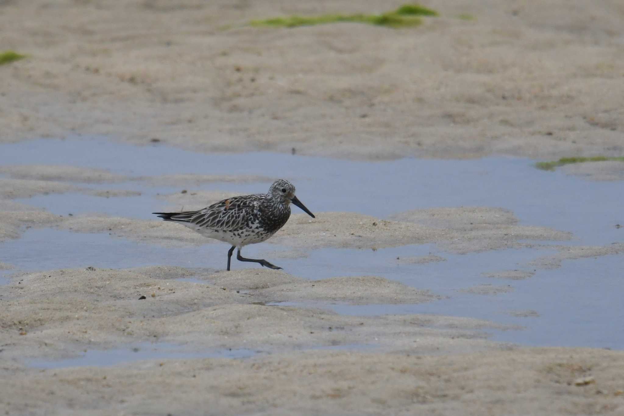 Photo of Great Knot at 大瀬海岸(奄美大島) by あひる