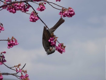 Brown-eared Bulbul 長居公園 Fri, 3/17/2017