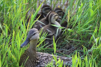 Eastern Spot-billed Duck 大阪府 Thu, 6/10/2021