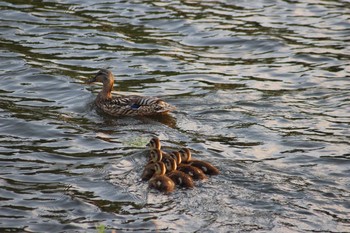 Eastern Spot-billed Duck 大阪府 Thu, 6/10/2021