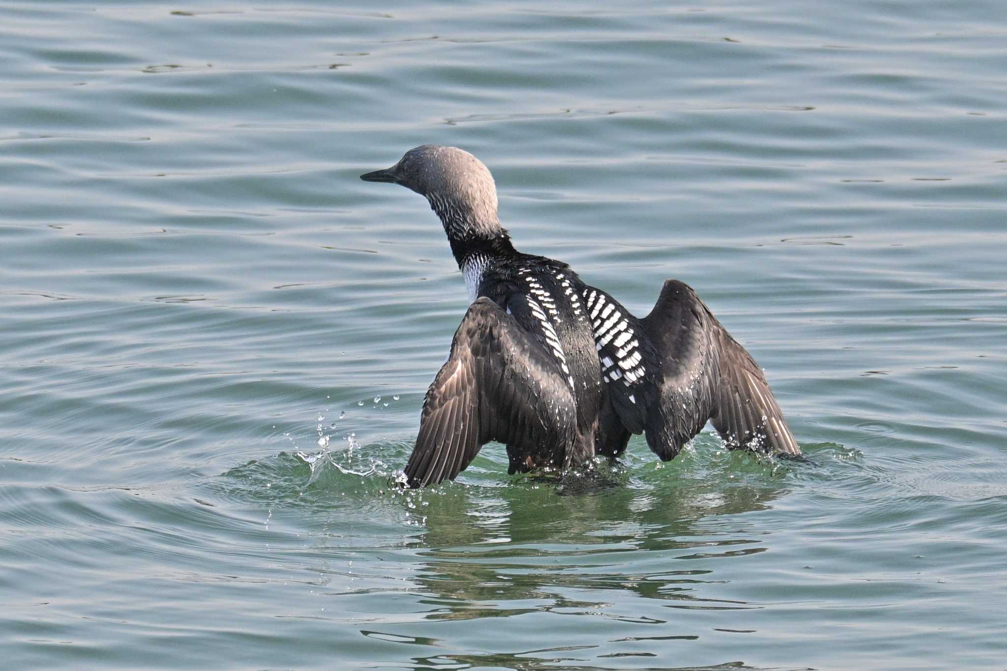 Photo of Pacific Loon at  by Tosh@Bird