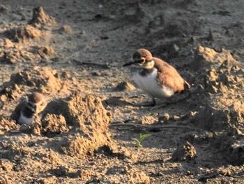 Little Ringed Plover 横須賀 Thu, 6/10/2021