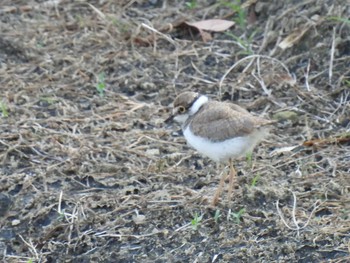 Little Ringed Plover 横須賀 Thu, 6/10/2021