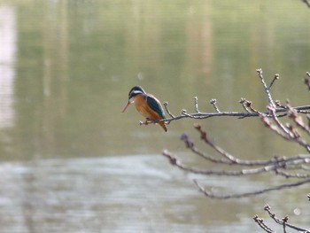 カワセミ 長居公園植物園 2017年3月17日(金)