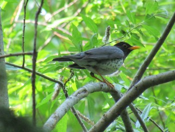 2021年6月10日(木) 野幌森林公園の野鳥観察記録