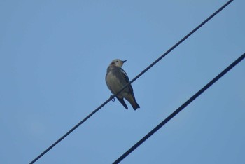 2021年6月6日(日) 当別町の野鳥観察記録