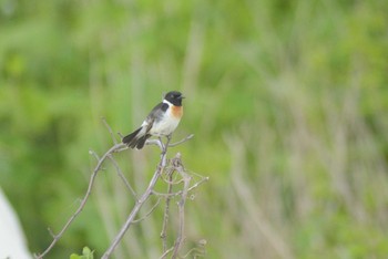 Sun, 6/6/2021 Birding report at はまなすの丘公園(石狩市)