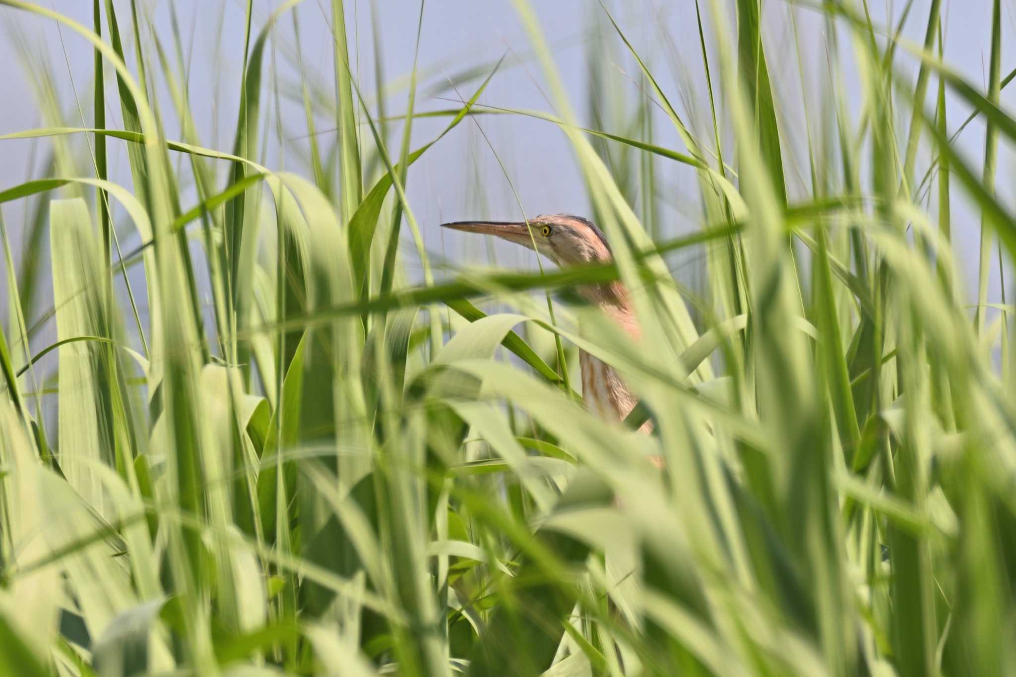 神奈川県平塚市 ヨシゴイの写真 by Tosh@Bird