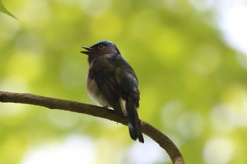 Blue-and-white Flycatcher Akashi Park Sun, 5/9/2021