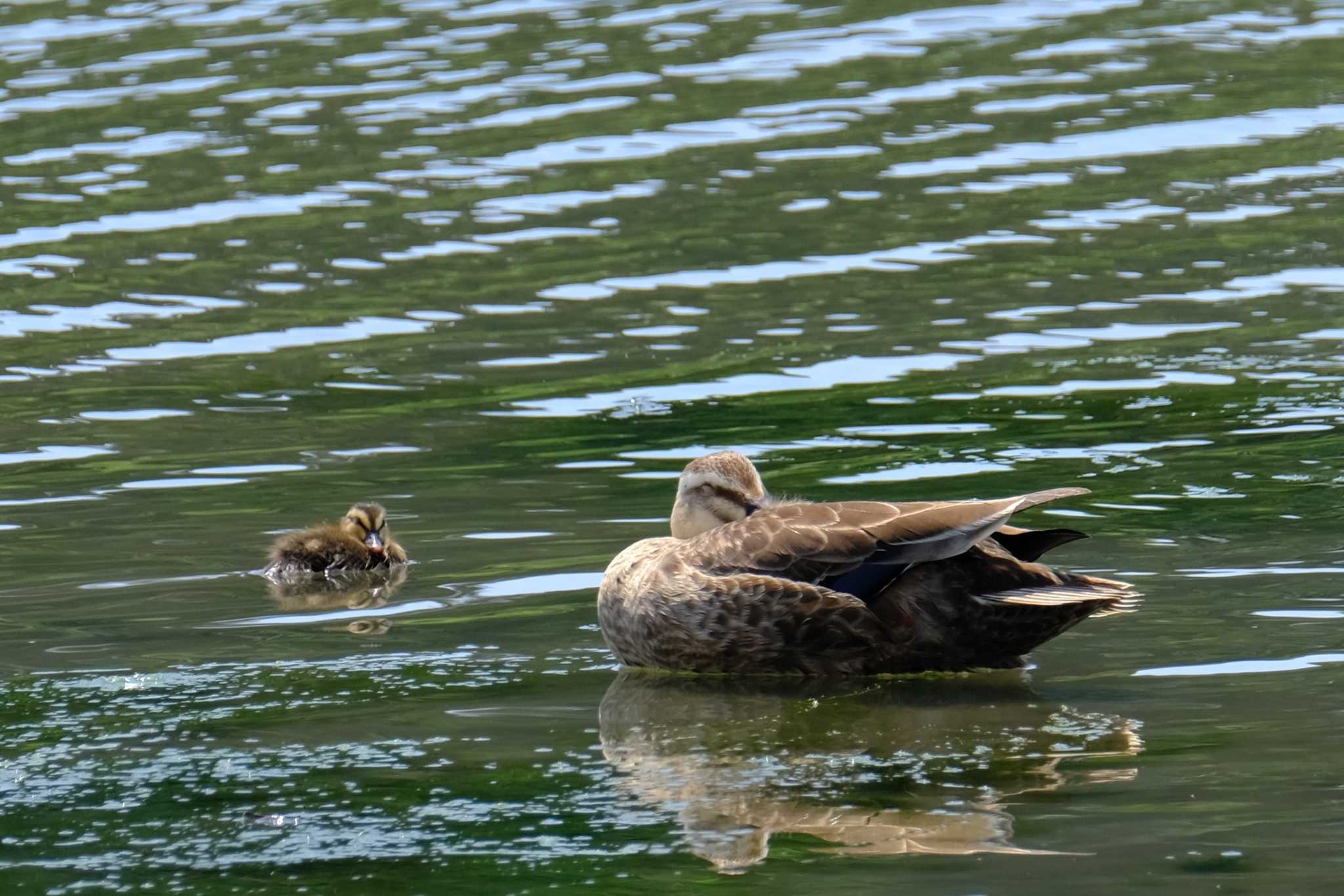 Eastern Spot-billed Duck