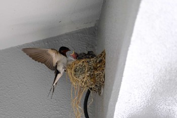 Barn Swallow 東京都 Fri, 6/11/2021