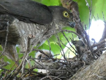 Japanese Sparrowhawk(iwasakii) Yoron Island Wed, 6/9/2021