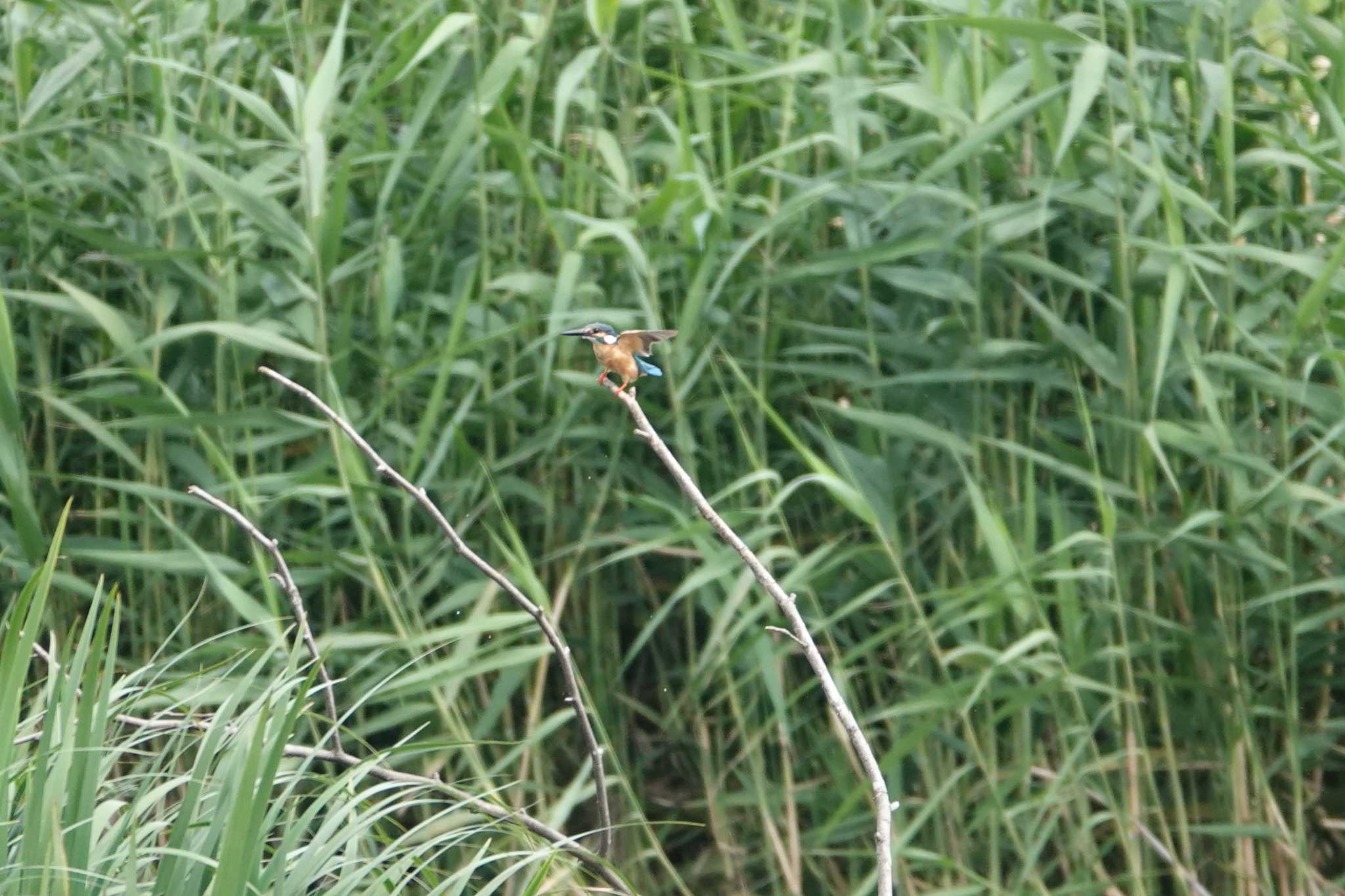 埼玉県 カワセミの写真 by どばと