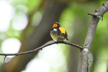 Narcissus Flycatcher 長倉神社 Fri, 6/11/2021