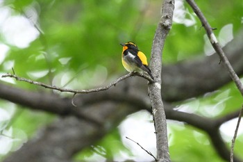 Narcissus Flycatcher 長倉神社 Fri, 6/11/2021