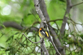 Narcissus Flycatcher 長倉神社 Fri, 6/11/2021