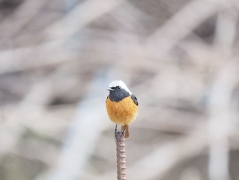 Daurian Redstart 御岳山、御岳山神社 Fri, 3/17/2017