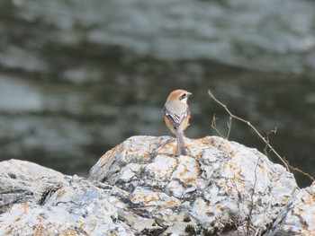 Bull-headed Shrike 御岳山、御岳山神社 Fri, 3/17/2017