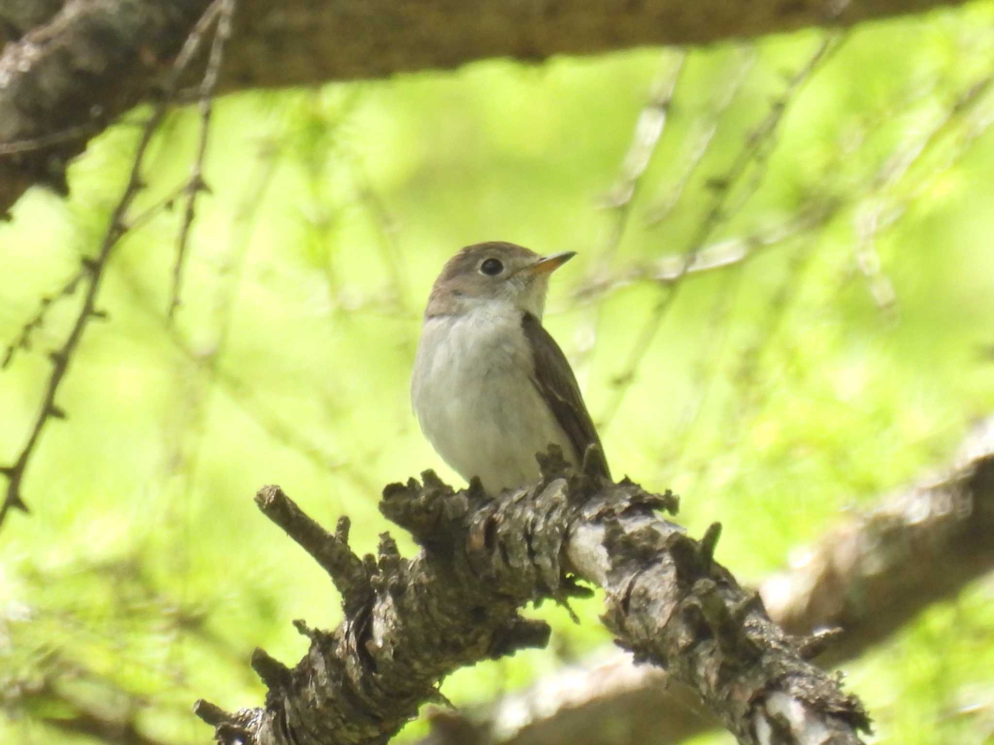 Photo of Asian Brown Flycatcher at 烏帽子岳 by 上別府志郎