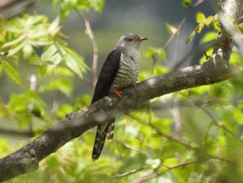 Lesser Cuckoo 烏帽子岳 Fri, 6/11/2021