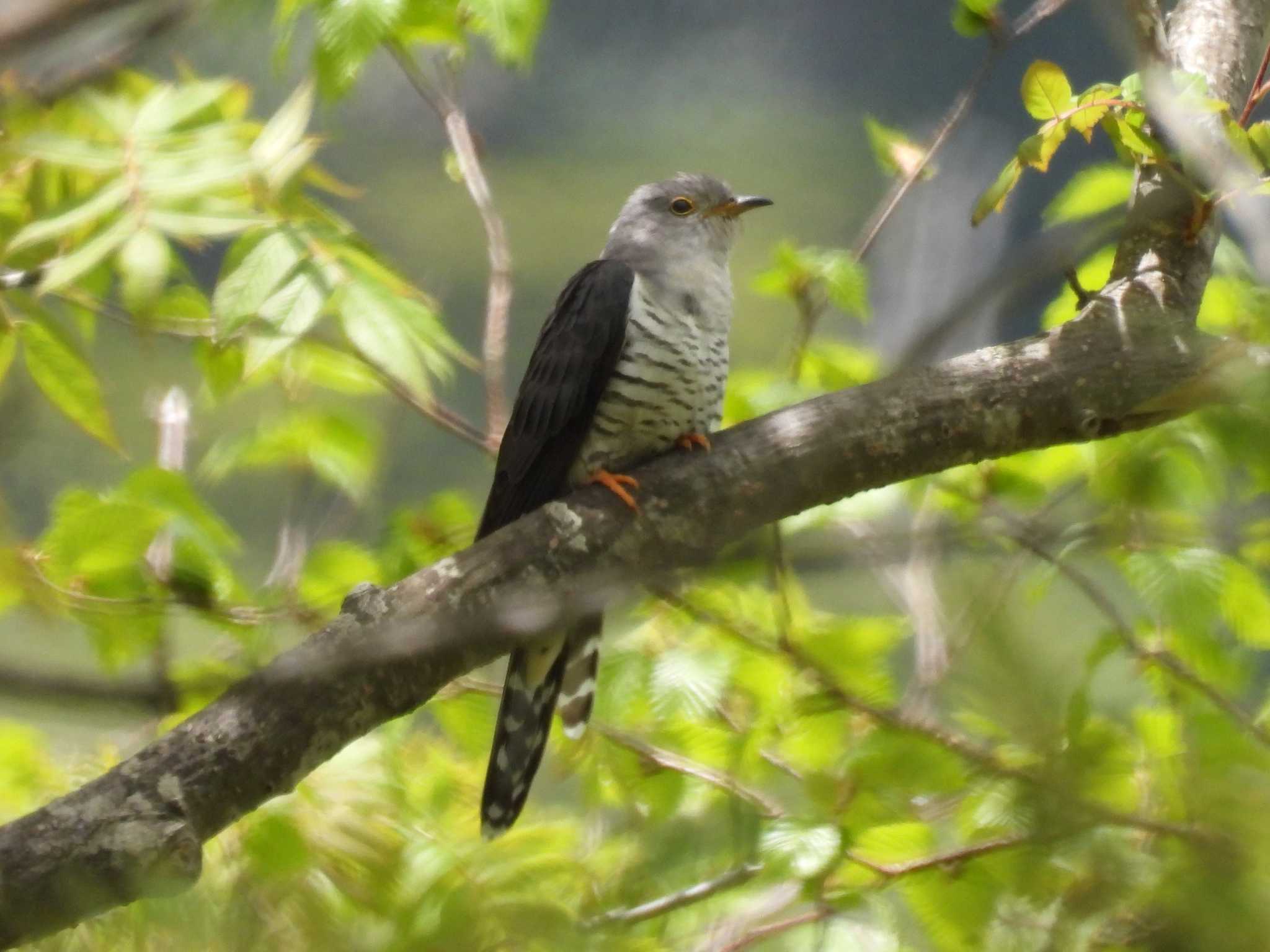 Photo of Lesser Cuckoo at 烏帽子岳 by 上別府志郎