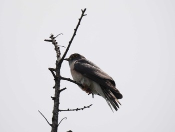 Malaysian Hawk-Cuckoo 烏帽子岳 Fri, 6/11/2021