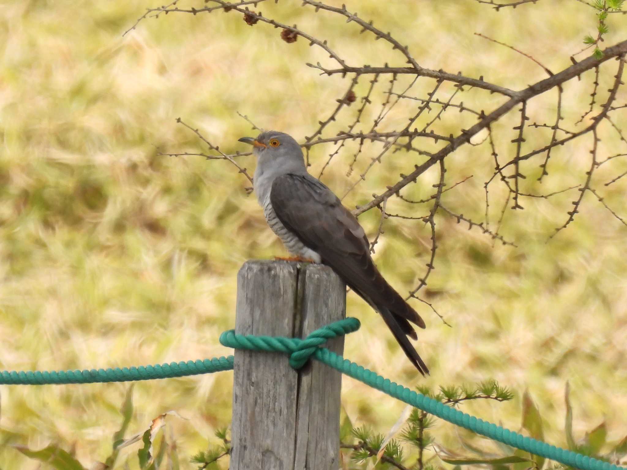 Photo of Common Cuckoo at 池の平湿原 by 上別府志郎