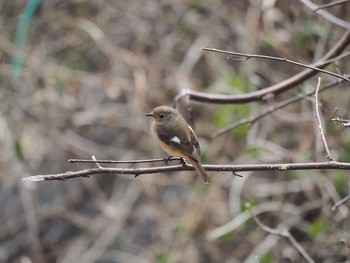 Daurian Redstart 御岳山、御岳山神社 Fri, 3/17/2017