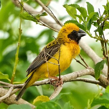 Asian Golden Weaver Maprachan Reservoir Fri, 6/11/2021