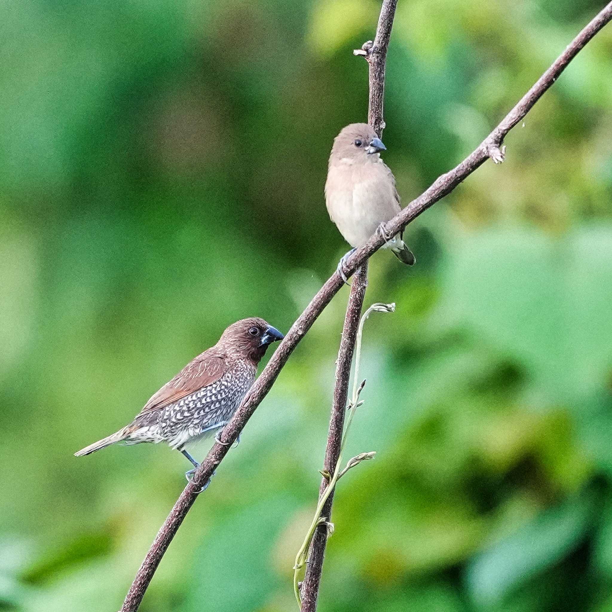 Photo of Scaly-breasted Munia at Maprachan Reservoir by span265