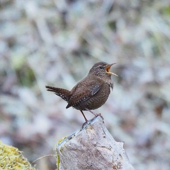 Eurasian Wren 御岳山、御岳山神社 Fri, 3/17/2017