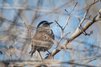 ツグミ 野川公園 2021年1月10日(日)