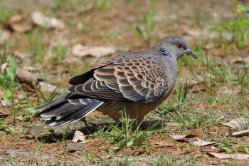 Oriental Turtle Dove Akashi Park Sun, 5/9/2021