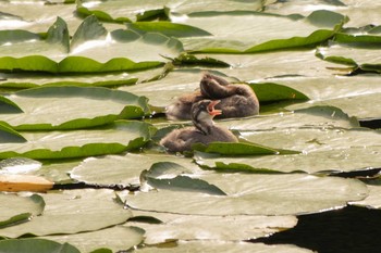 カイツブリ 三ツ池公園(横浜市鶴見区) 2021年6月11日(金)