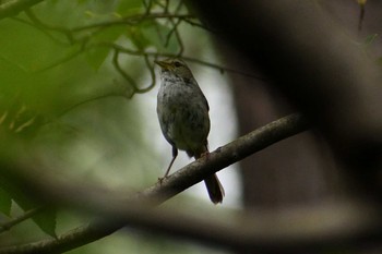 ウグイス 定光寺公園 2021年6月11日(金)