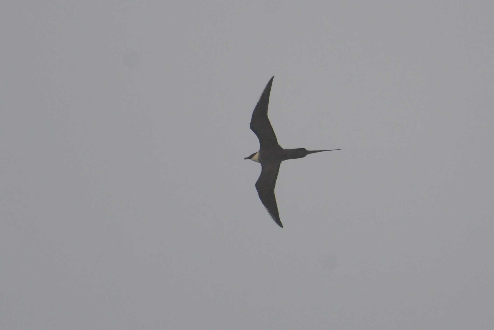 Photo of Long-tailed Jaeger at 八丈島航路 by あひる
