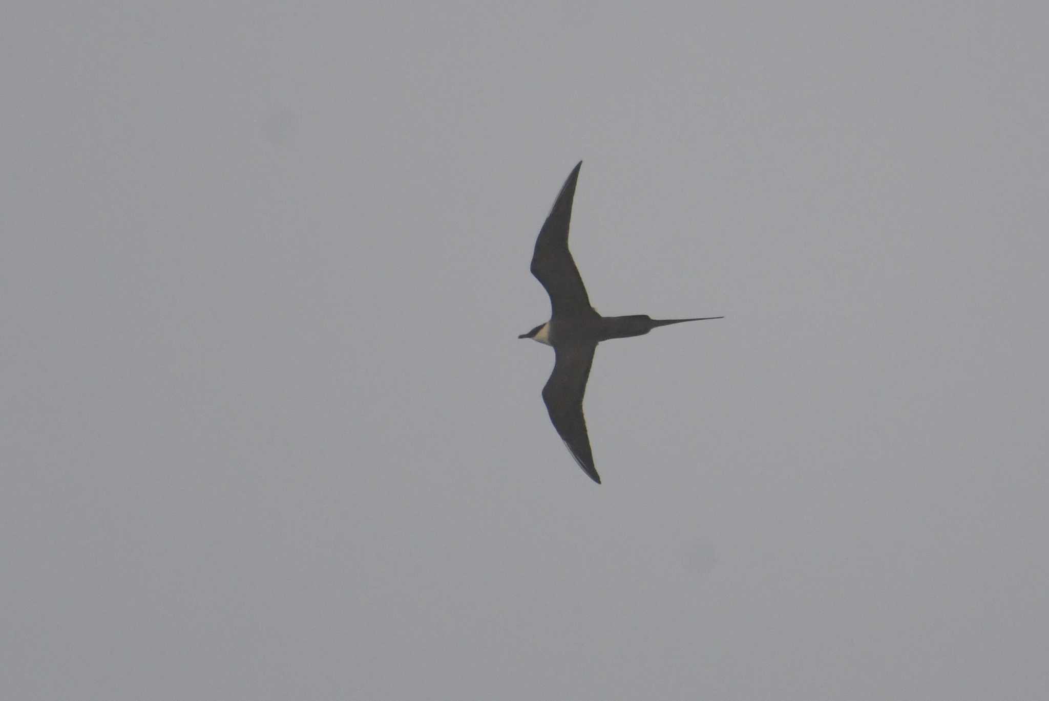 Long-tailed Jaeger