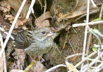 2021年6月11日(金) 柳沢峠の野鳥観察記録