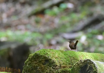 ミソサザイ 柳沢峠 2021年6月11日(金)