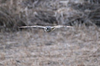 Short-eared Owl Watarase Yusuichi (Wetland) Fri, 3/17/2017